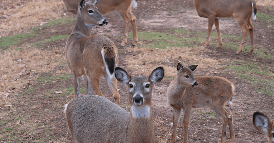 New Jersey Deer Control®